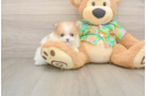 Best Pomeranian Baby