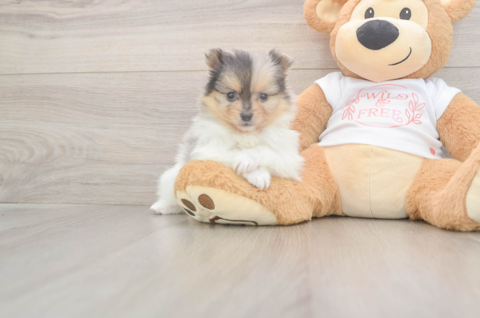 6 week old Pomeranian Puppy For Sale - Pilesgrove Pups