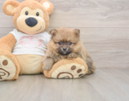 6 week old Pomeranian Puppy For Sale - Pilesgrove Pups