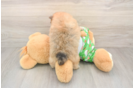 Pomeranian Pup Being Cute