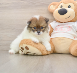 8 week old Pomeranian Puppy For Sale - Pilesgrove Pups