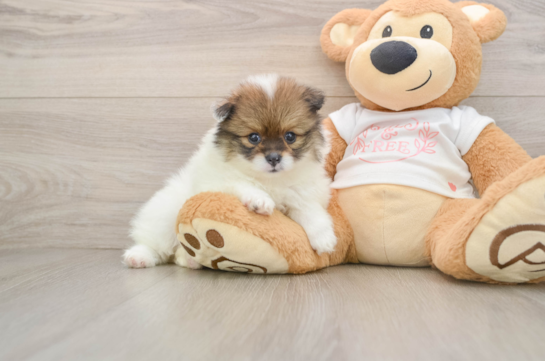 Small Pomeranian Purebred Pup
