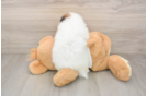 Hypoallergenic Pomeranian Baby
