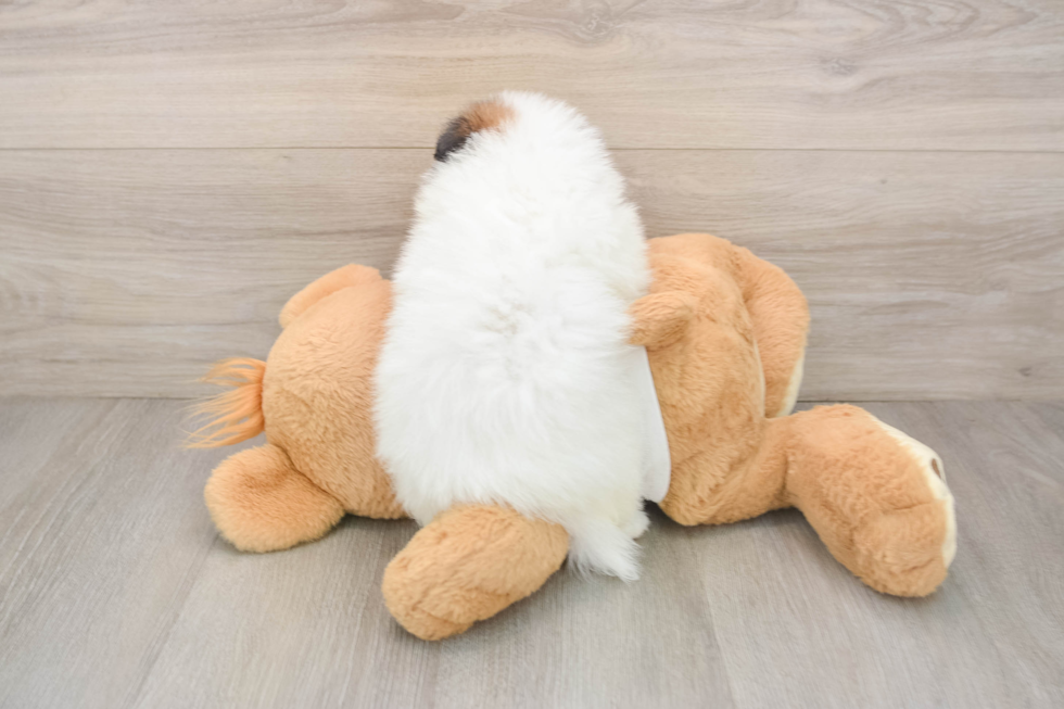 Hypoallergenic Pomeranian Baby