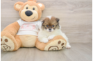 Smart Pom Pom Purebred Puppy