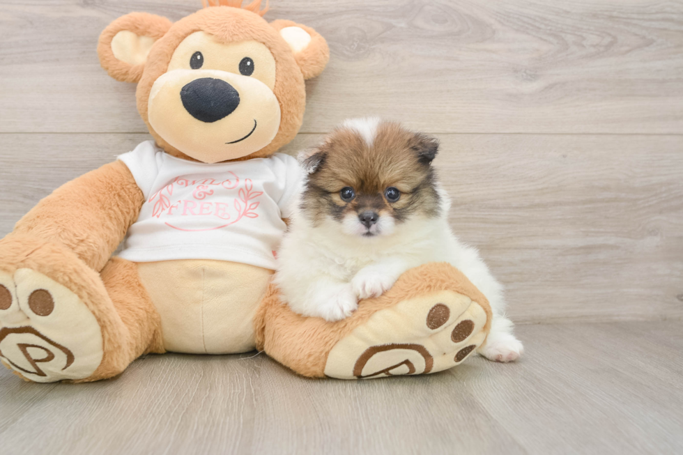 Smart Pom Pom Purebred Puppy