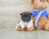 7 week old Pomeranian Puppy For Sale - Pilesgrove Pups