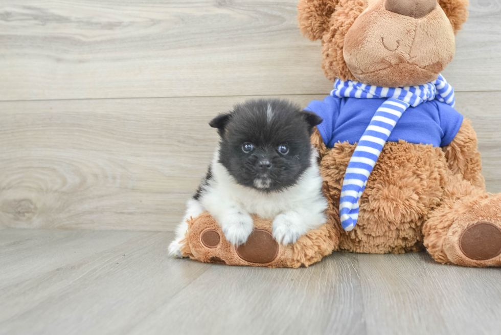 Pomeranian Pup Being Cute