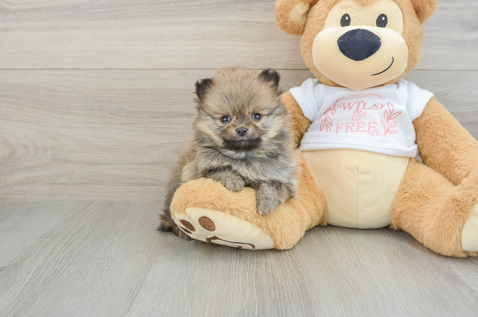 5 week old Pomeranian Puppy For Sale - Pilesgrove Pups