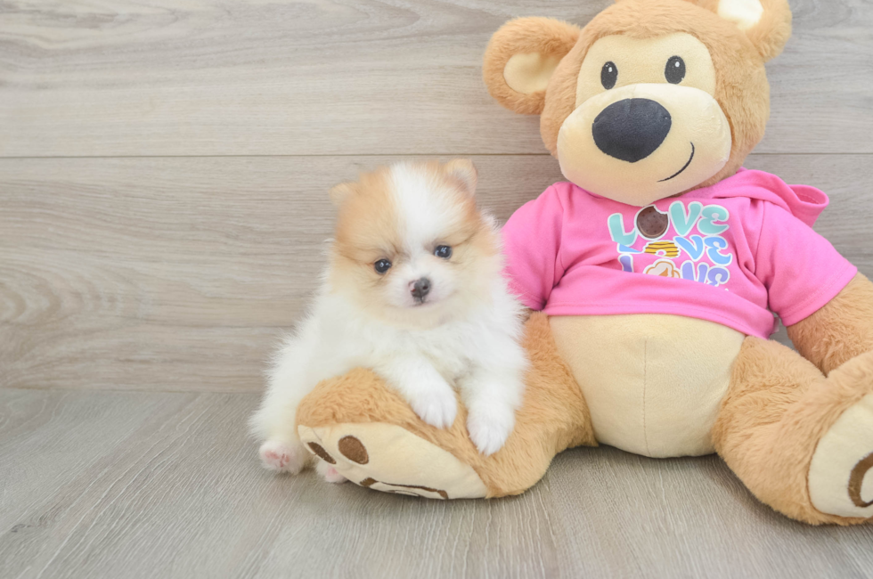 6 week old Pomeranian Puppy For Sale - Pilesgrove Pups