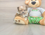 8 week old Pomeranian Puppy For Sale - Pilesgrove Pups