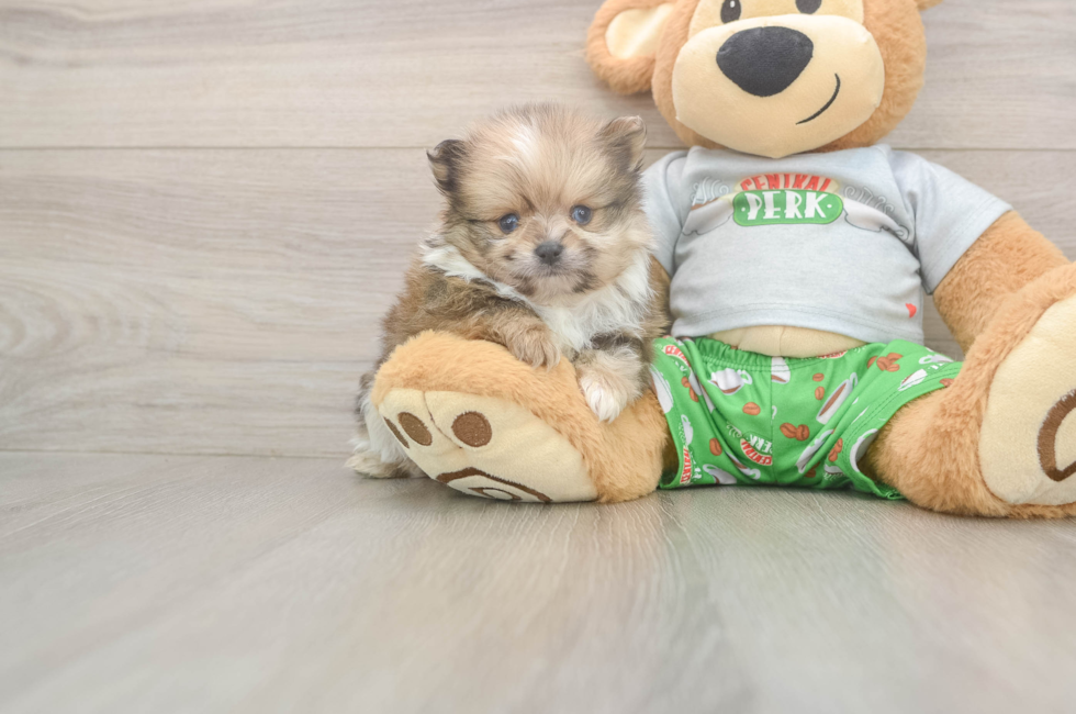 5 week old Pomeranian Puppy For Sale - Pilesgrove Pups