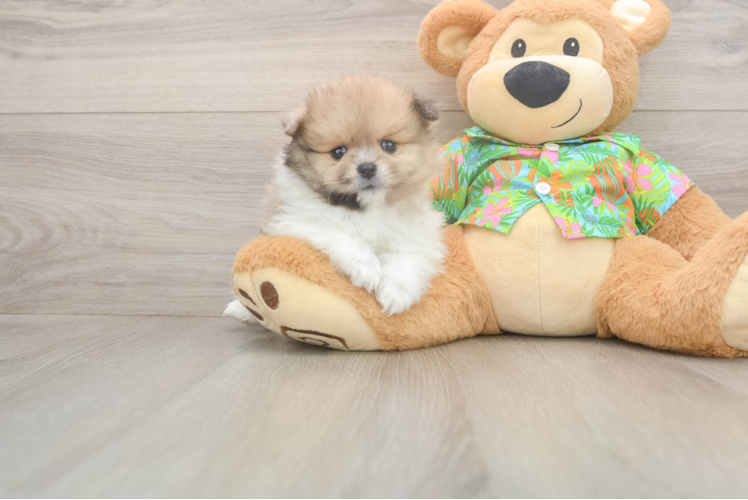 Pomeranian Pup Being Cute