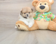 7 week old Pomeranian Puppy For Sale - Pilesgrove Pups