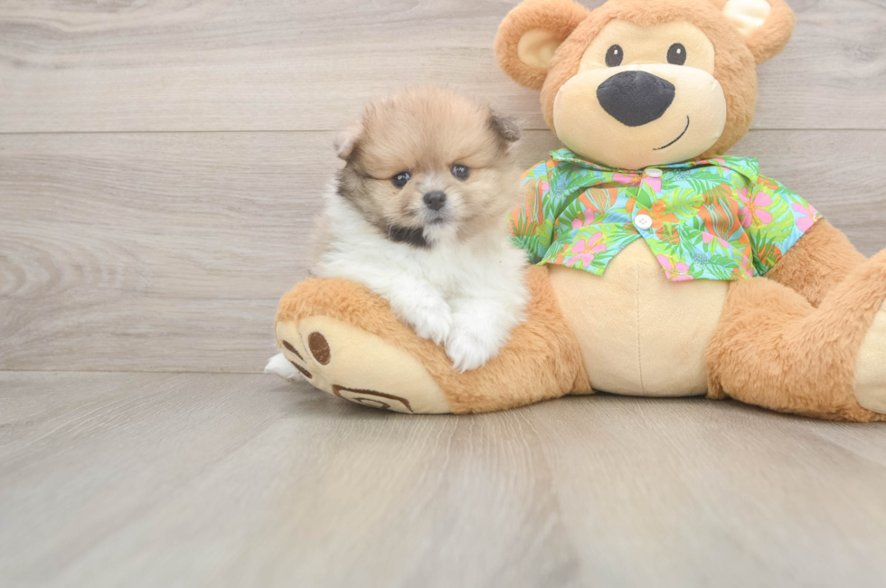 5 week old Pomeranian Puppy For Sale - Pilesgrove Pups