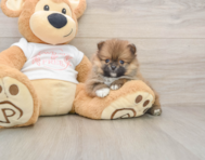 9 week old Pomeranian Puppy For Sale - Pilesgrove Pups
