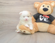 9 week old Pomeranian Puppy For Sale - Pilesgrove Pups