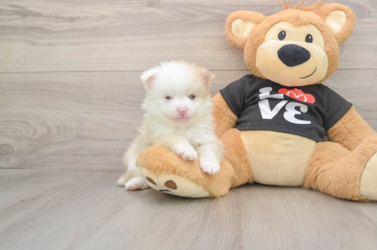 Funny Pomeranian Purebred Pup