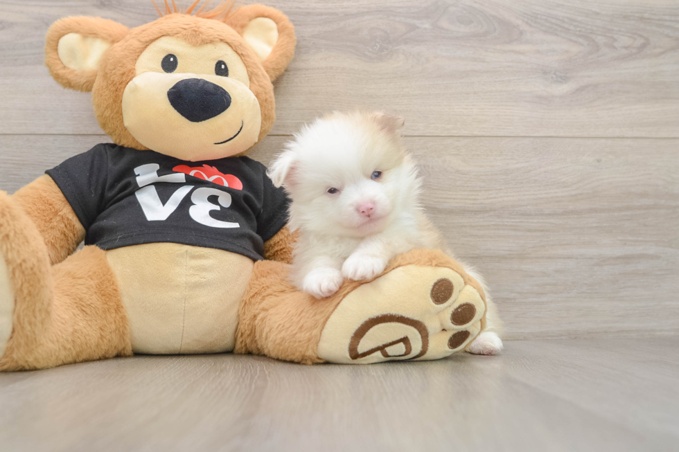 Pomeranian Puppy for Adoption