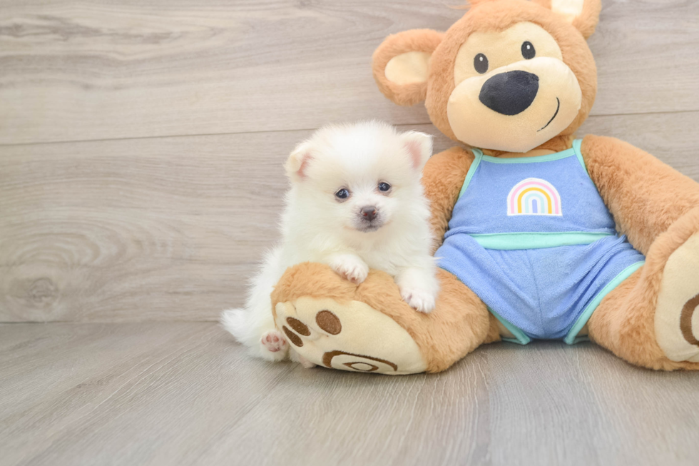 Pomeranian Puppy for Adoption