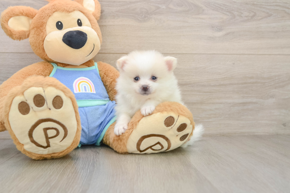 Sweet Pom Pom Purebred Puppy