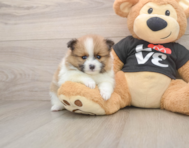 6 week old Pomeranian Puppy For Sale - Pilesgrove Pups