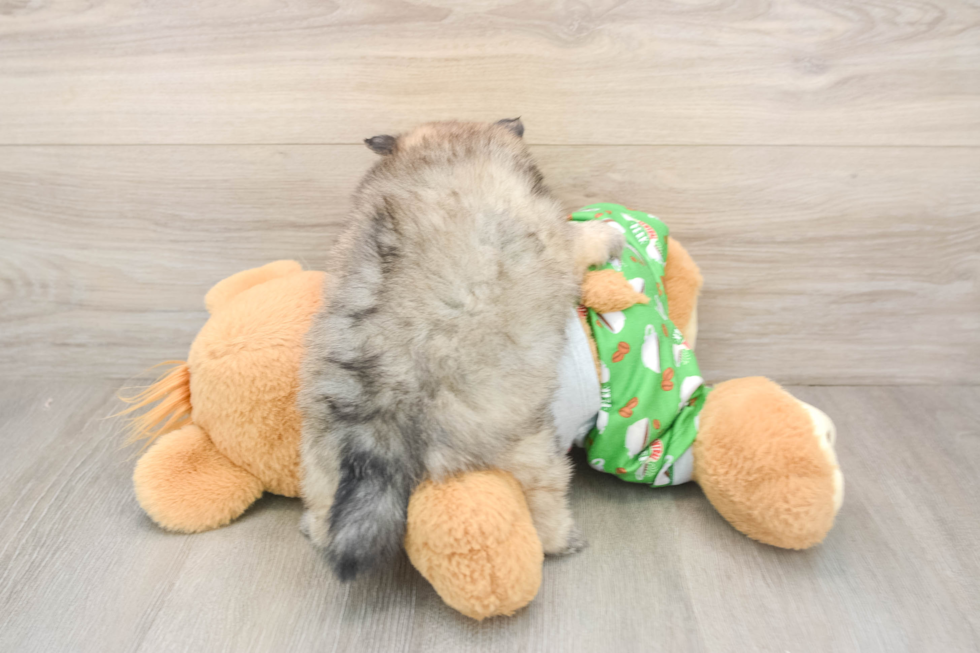 Energetic Swergspitz Purebred Puppy