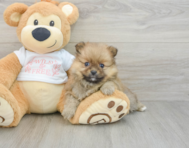7 week old Pomeranian Puppy For Sale - Pilesgrove Pups
