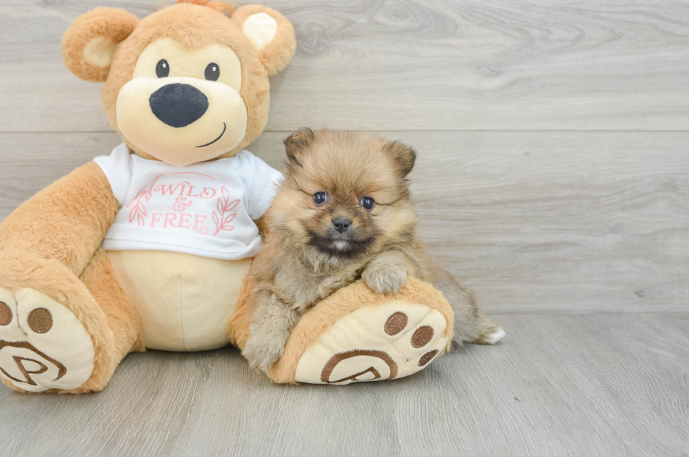 5 week old Pomeranian Puppy For Sale - Pilesgrove Pups