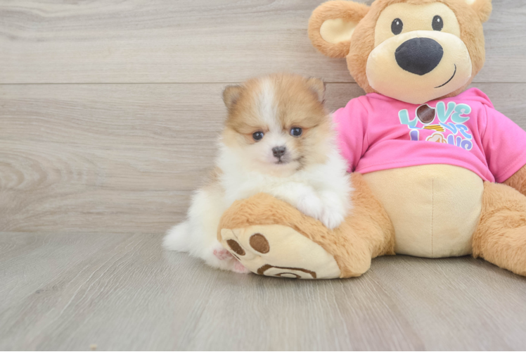 Pomeranian Pup Being Cute