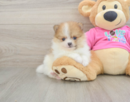 6 week old Pomeranian Puppy For Sale - Pilesgrove Pups