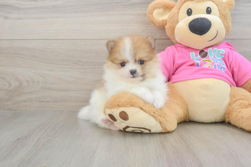 6 week old Pomeranian Puppy For Sale - Pilesgrove Pups