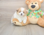 7 week old Pomeranian Puppy For Sale - Pilesgrove Pups