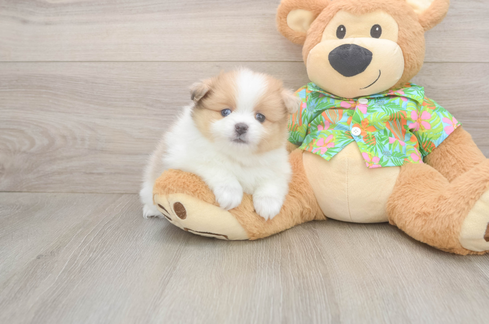 5 week old Pomeranian Puppy For Sale - Pilesgrove Pups