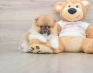 9 week old Pomeranian Puppy For Sale - Pilesgrove Pups