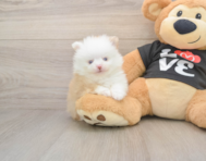 9 week old Pomeranian Puppy For Sale - Pilesgrove Pups