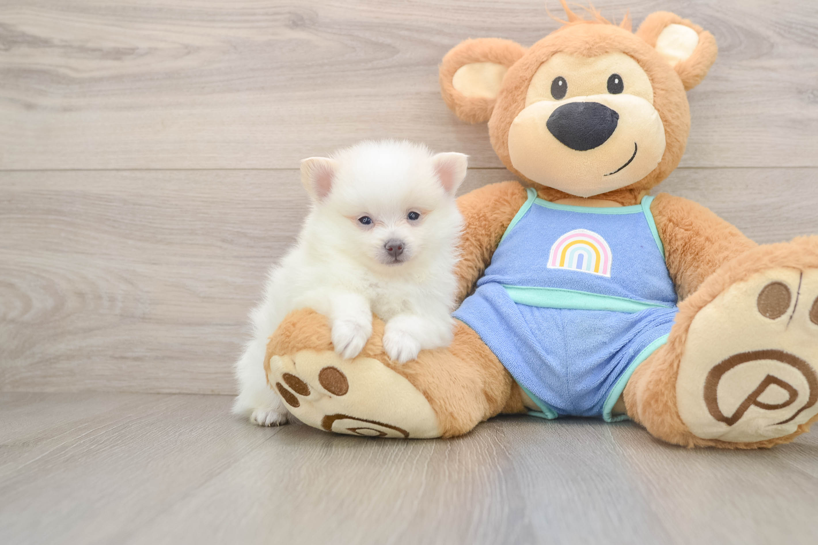 Pomeranian Pup Being Cute