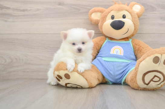 GIBSON, a Pomeranian littermate