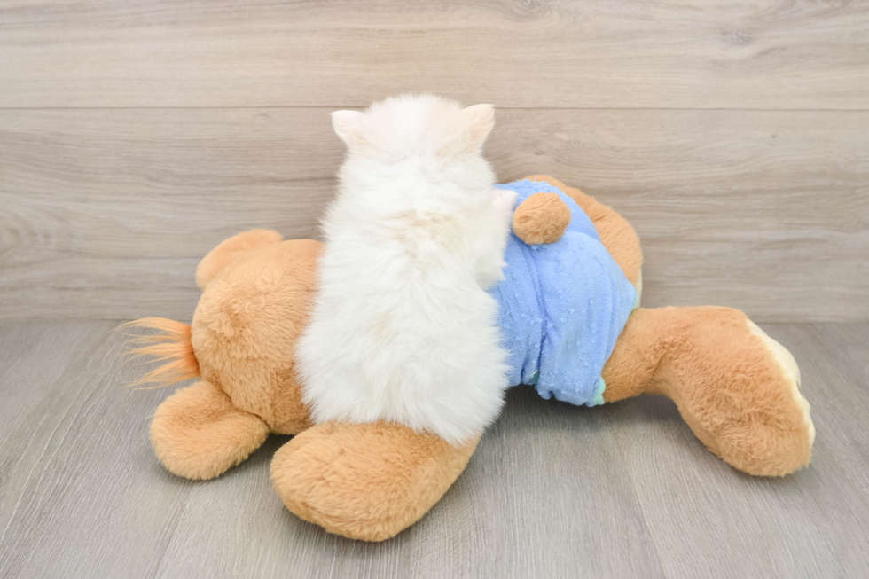 Pomeranian Pup Being Cute