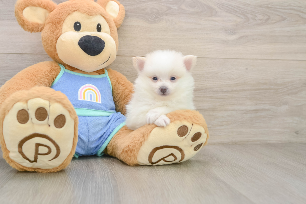 Pomeranian Pup Being Cute
