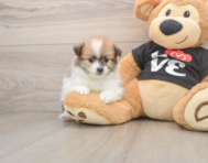 8 week old Pomeranian Puppy For Sale - Pilesgrove Pups