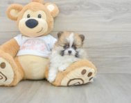 7 week old Pomeranian Puppy For Sale - Pilesgrove Pups