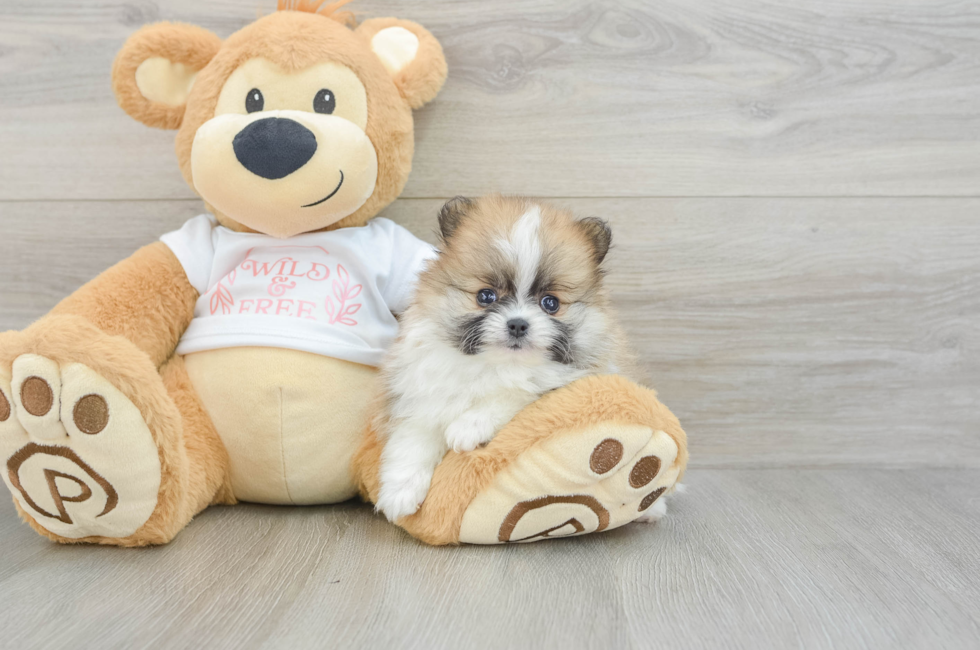 7 week old Pomeranian Puppy For Sale - Pilesgrove Pups
