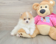 6 week old Pomeranian Puppy For Sale - Pilesgrove Pups