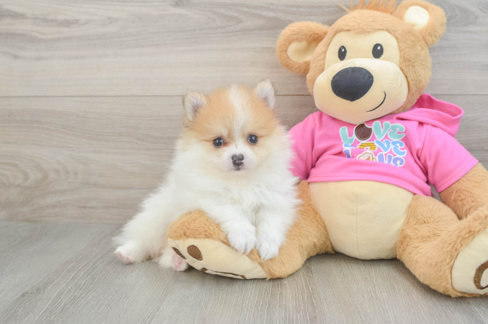 6 week old Pomeranian Puppy For Sale - Pilesgrove Pups