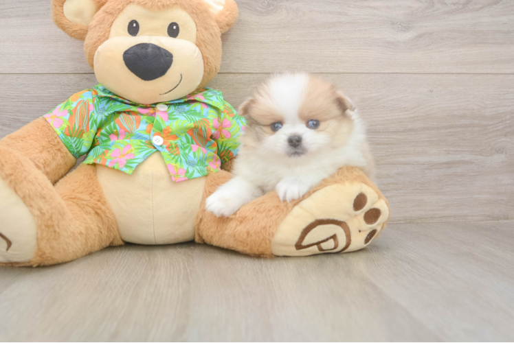 Best Pomeranian Baby
