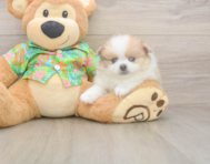 7 week old Pomeranian Puppy For Sale - Pilesgrove Pups