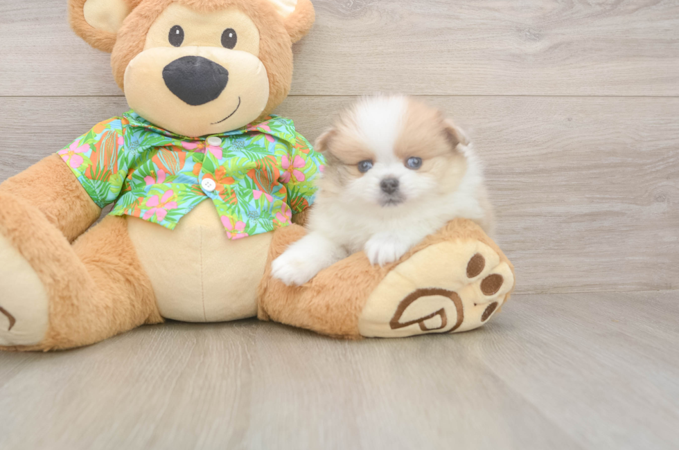 5 week old Pomeranian Puppy For Sale - Pilesgrove Pups
