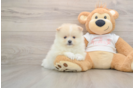 Hypoallergenic Pomeranian Baby