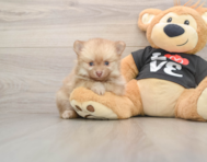 9 week old Pomeranian Puppy For Sale - Pilesgrove Pups